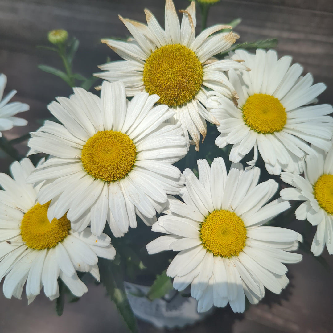 Leucanthemum superbum ’Daisy Duke’ ~ Amazing Daisies® Daisy May® Shasta daisy-ServeScape