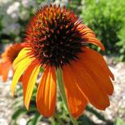 Echinacea x 'Tiki Torch' ~ Tiki Torch Echinacea, Coneflower-ServeScape