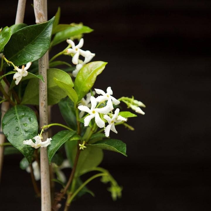 Trachelospermum jasminoides ~ Confederate Jasmine, Star Jasmine-ServeScape