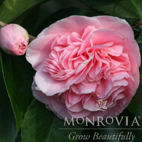 Camellia japonica 'Debutante' ~ Monrovia® Debutante Camellia-ServeScape