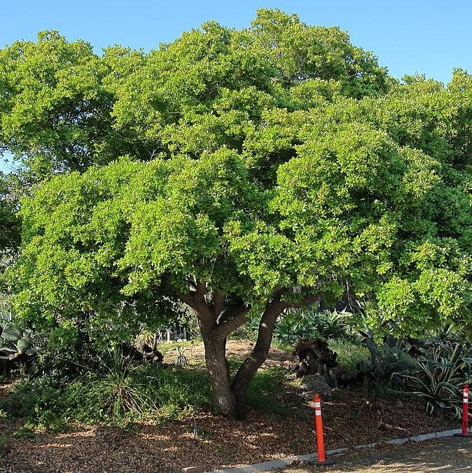 Quercus fusiformis ~ Texas Live Oak-ServeScape