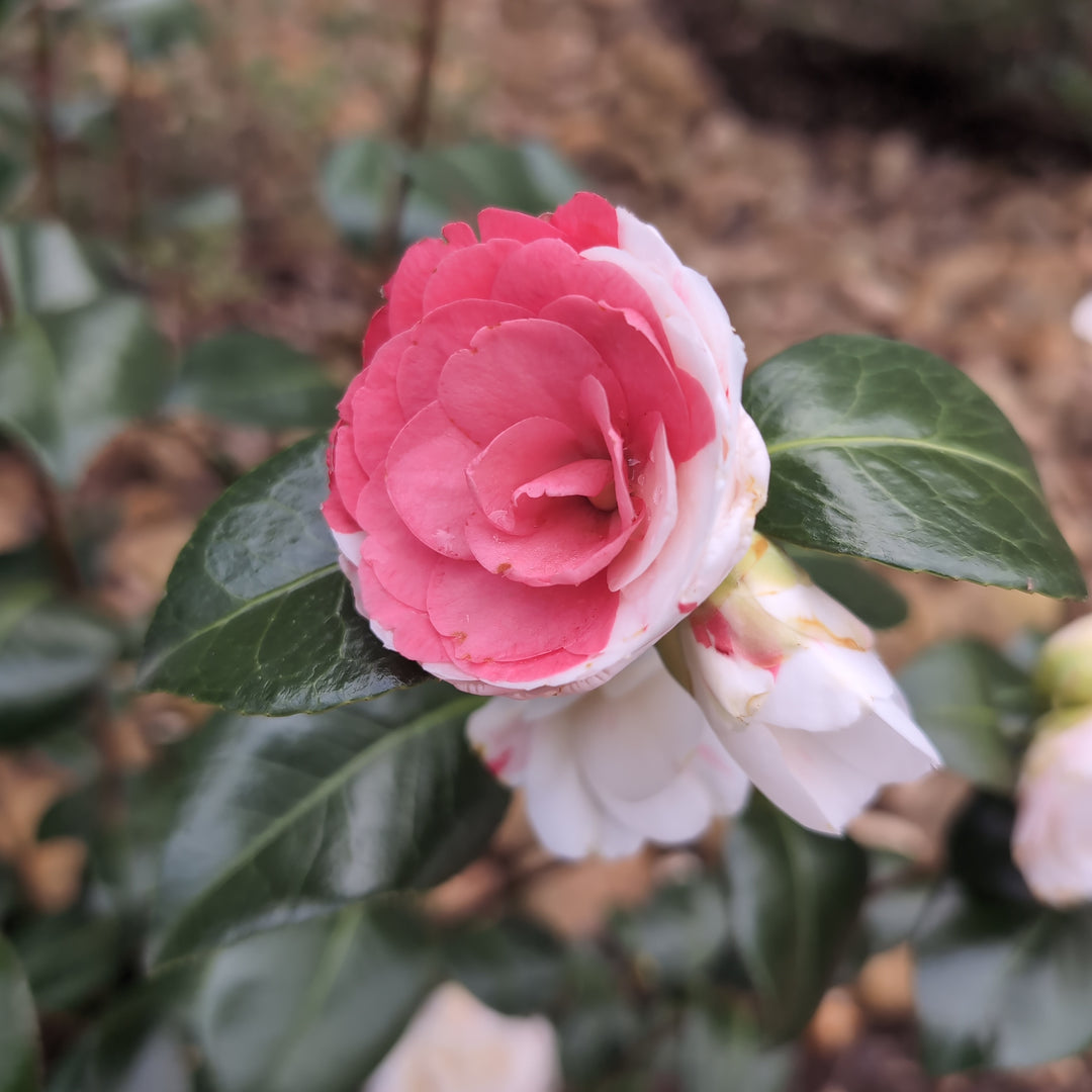 Camellia japonica 'April Dawn' ~ April Dawn Camellia-ServeScape