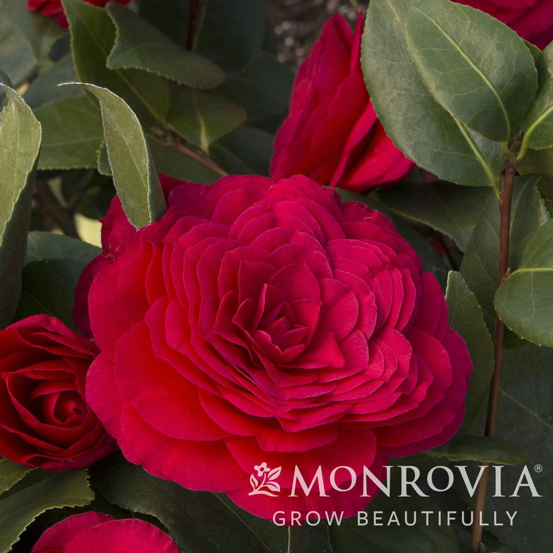 Camellia japonica 'Nuccio's Bella Rossa' ~ Monrovia® Nuccio's Bella Rossa Camellia-ServeScape