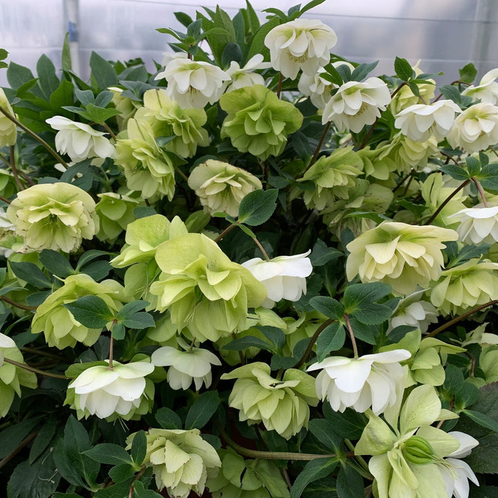 Helleborus 'Wedding Bells' ~ Wedding Party® Wedding Bells Lenten Rese-ServeScape