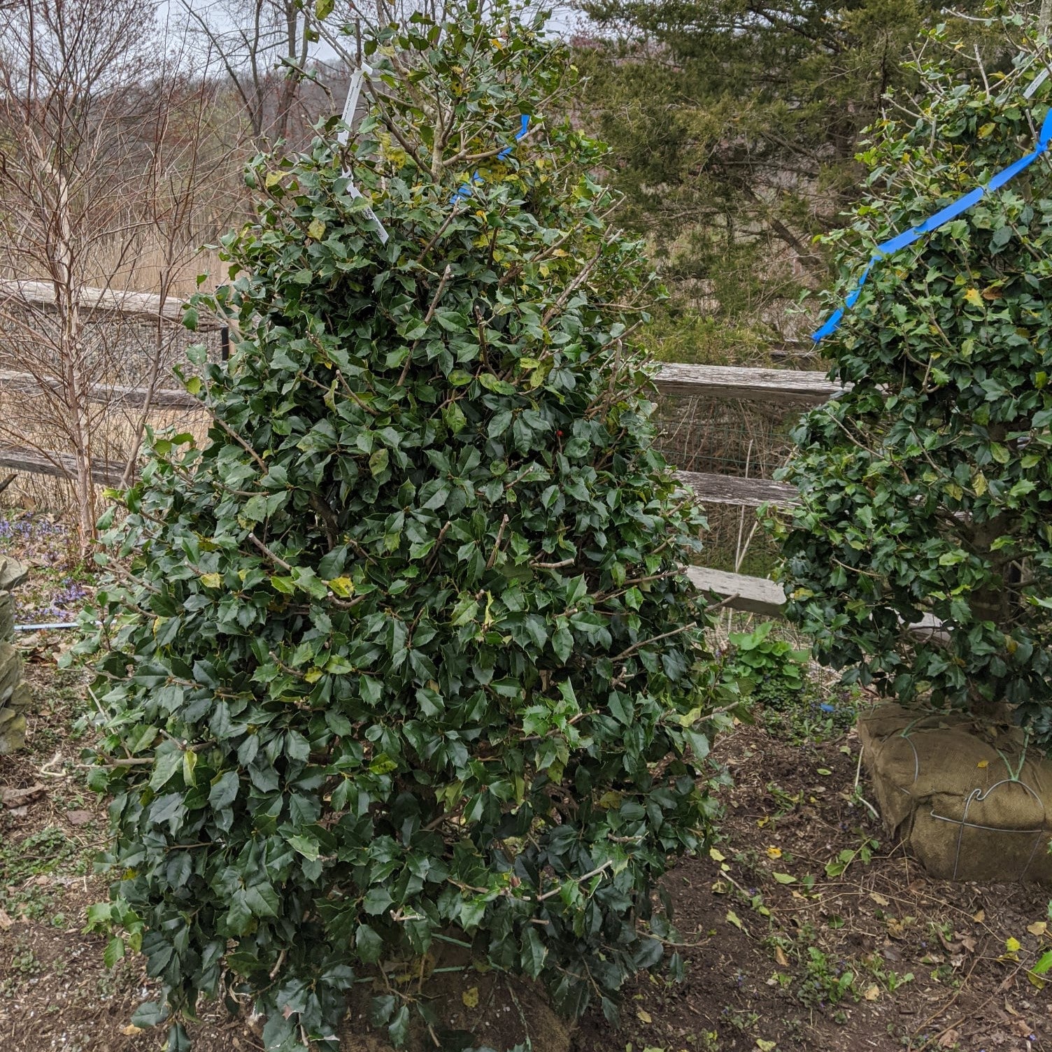 Ilex opaca ‘Jersey Princess’ ~ Jersey Princess Holly-ServeScape