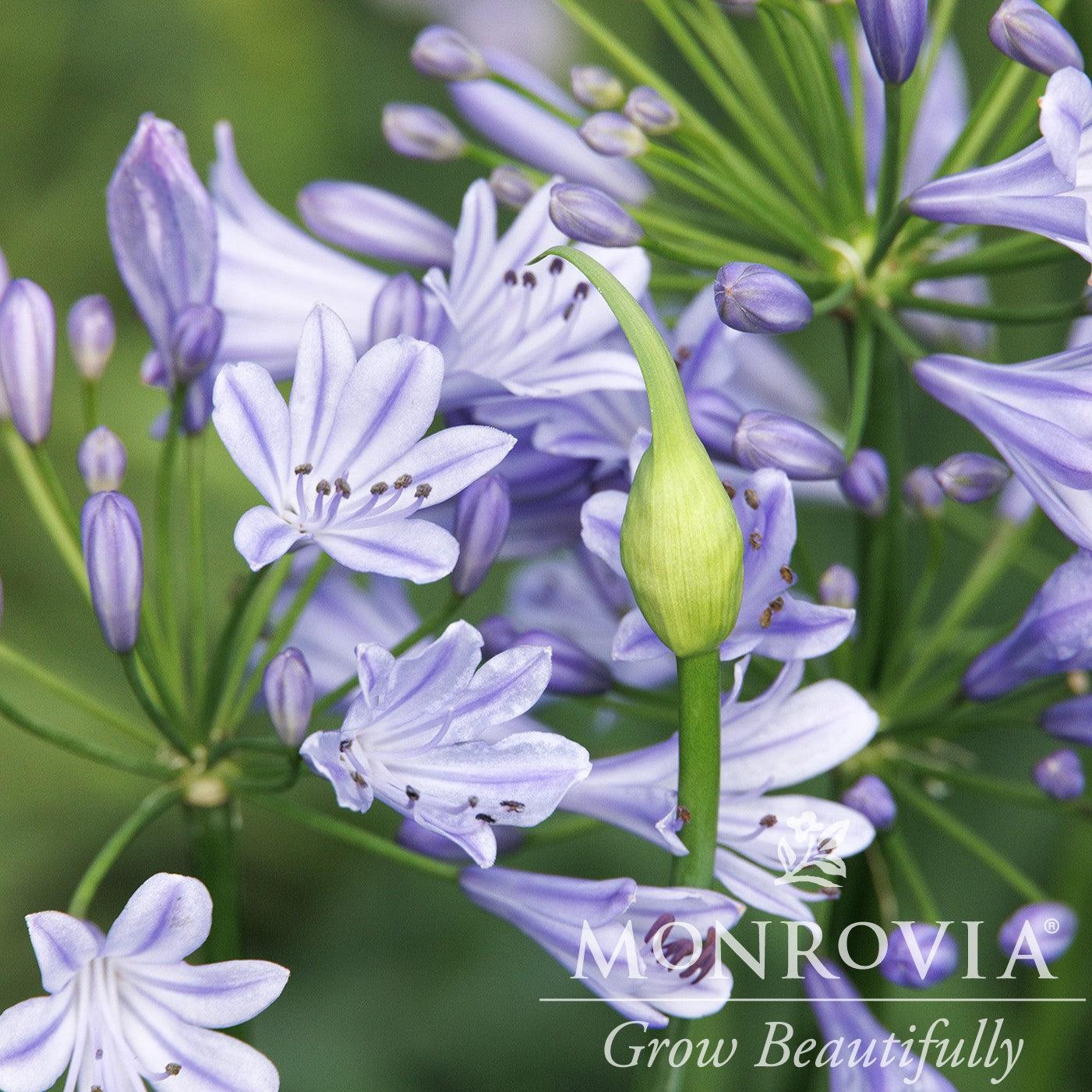 Agapanthus 'ATIBLU' ~ Monrovia® Blue Storm™ Agapanthus-ServeScape