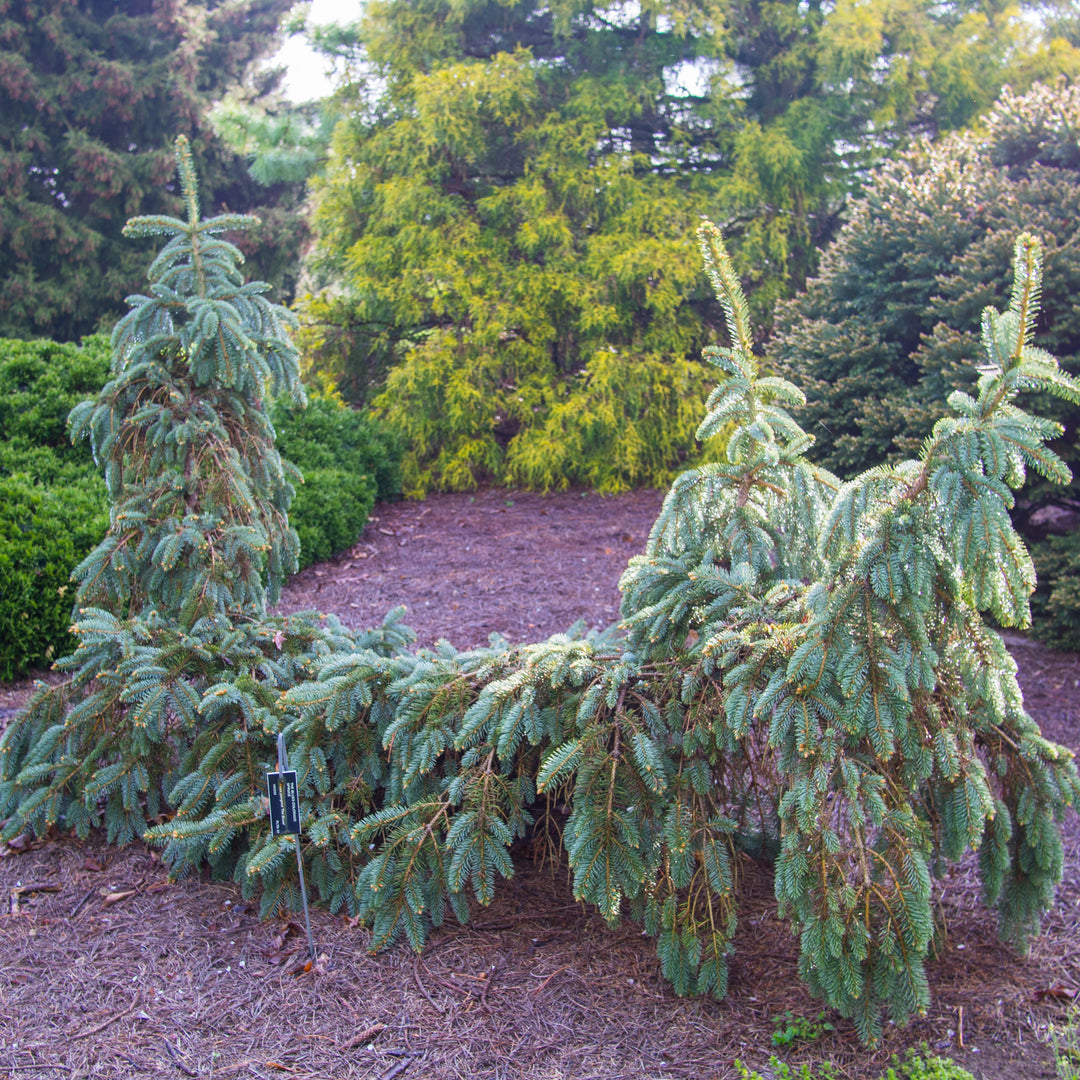 Picea pungens 'The Blues' ~ The Blues Blue Spruce-ServeScape