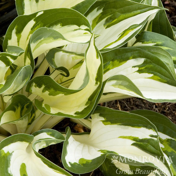 Hosta 'Fire and Ice' ~ Monrovia® Fire and Ice Hosta-ServeScape