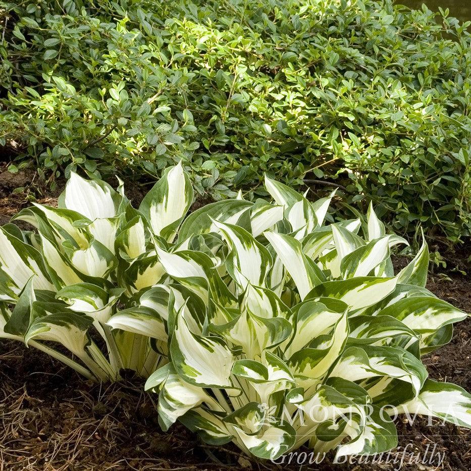 Hosta 'Fire and Ice' ~ Monrovia® Fire and Ice Hosta-ServeScape