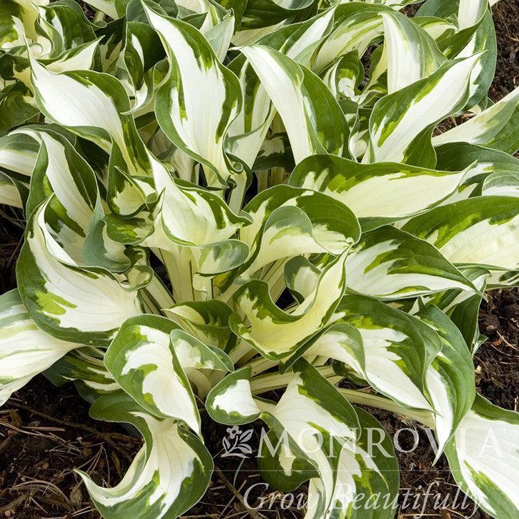 Hosta 'Fire and Ice' ~ Monrovia® Fire and Ice Hosta-ServeScape