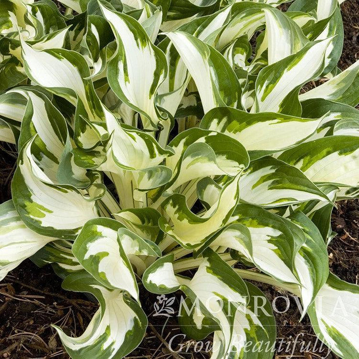 Hosta 'Fire and Ice' ~ Monrovia® Fire and Ice Hosta-ServeScape