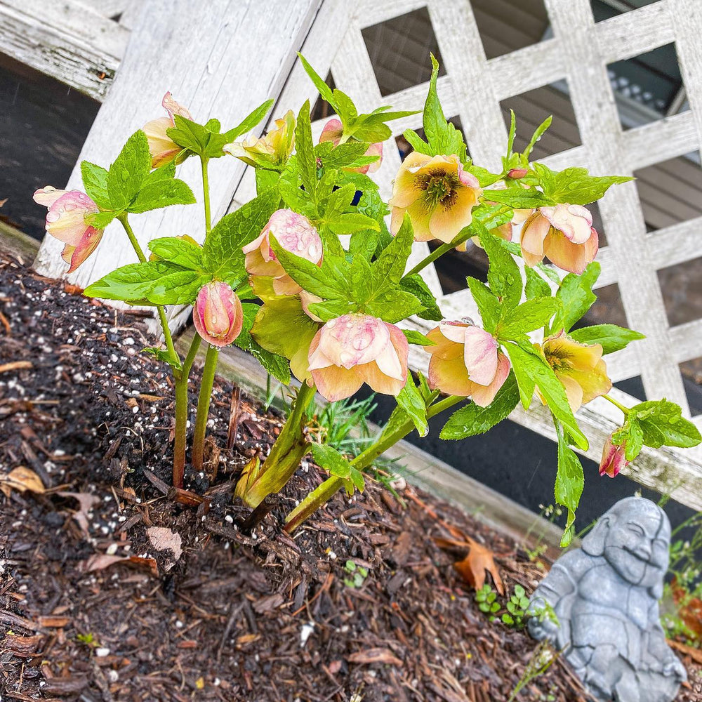 Helleborus 'Sandy Shores' ~ Honeymoon® Sand Shores Lenten Rose-ServeScape