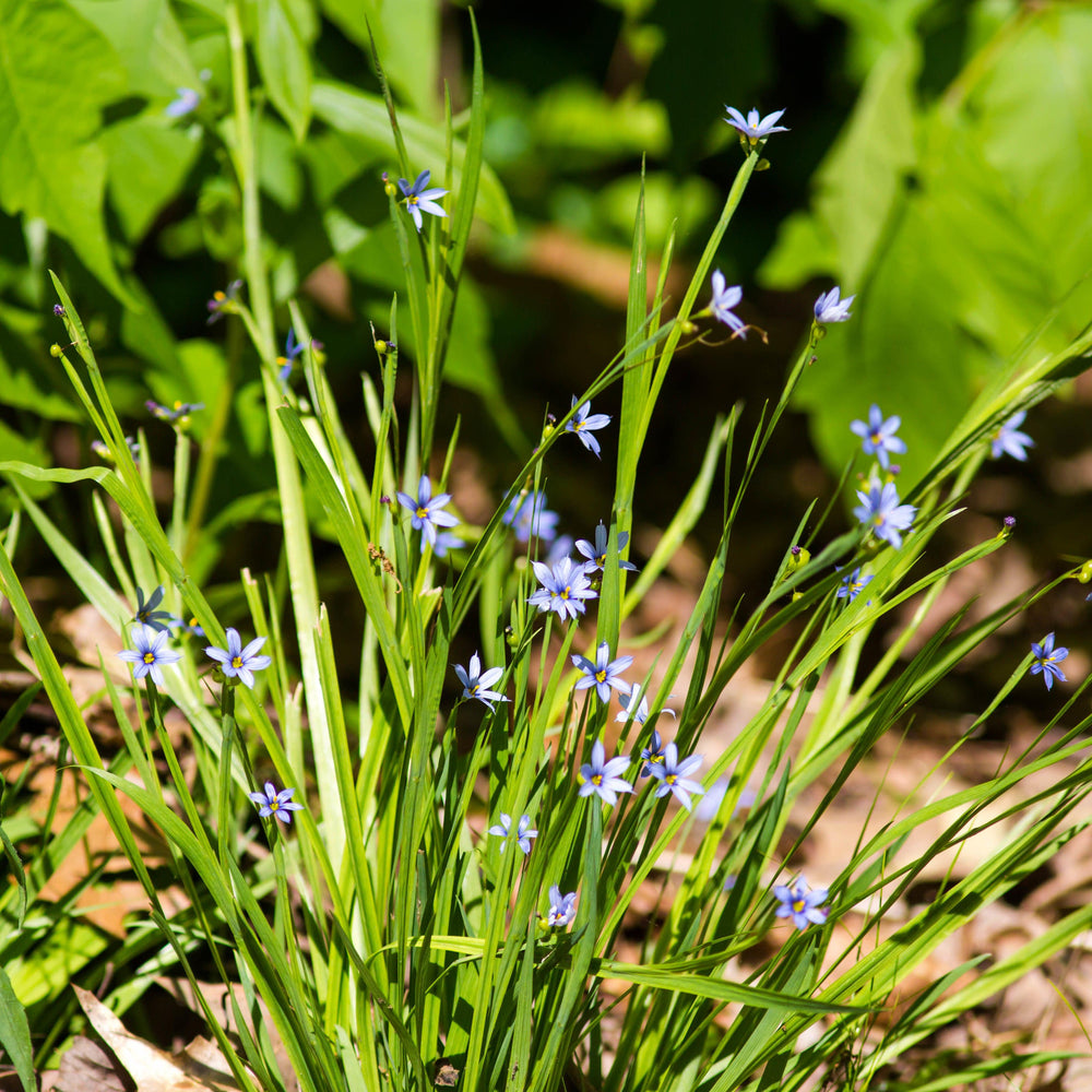 Sisyrinchium angustifolium ~ Blue-Eyed Grass-ServeScape