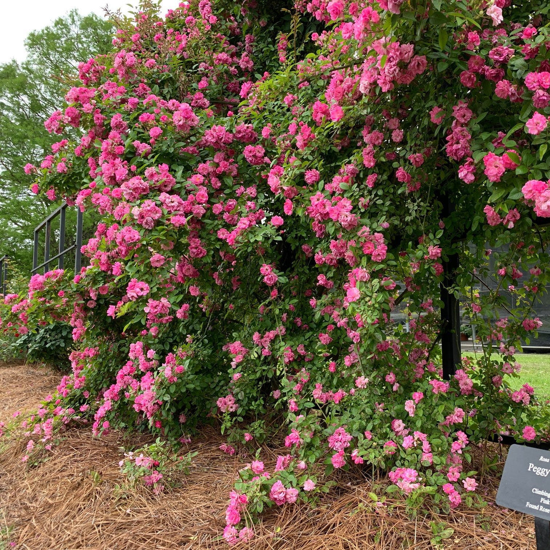 Rosa Climbing 'Peggy Martin' ~ Peggy Martin Climbing Rose-ServeScape