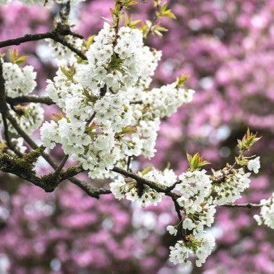 Prunus avium 'Black Tartarian' ~ Black Tartarian Sweet Cherry-ServeScape