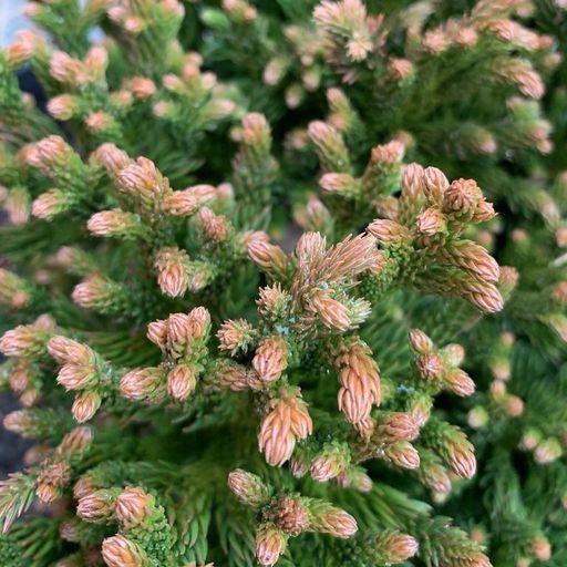 Cryptomeria japonica 'Komodo Dragon' ~ Dragon Warrior™ Japanese Cedar-ServeScape