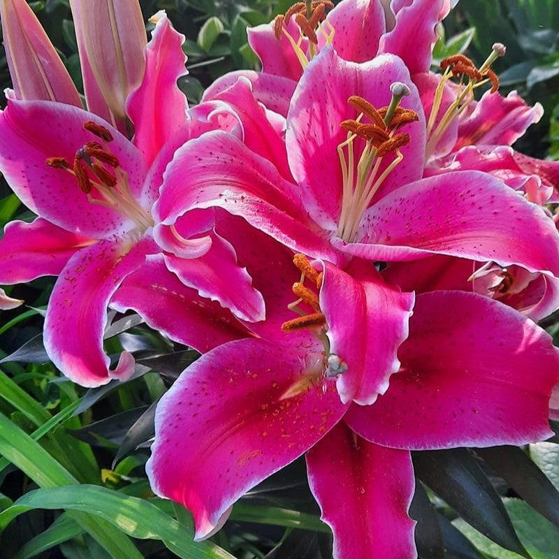 Lilium oriental 'Sunny Keys' ~ Lily Looks™ Sunny Keys Oriental Lily-ServeScape