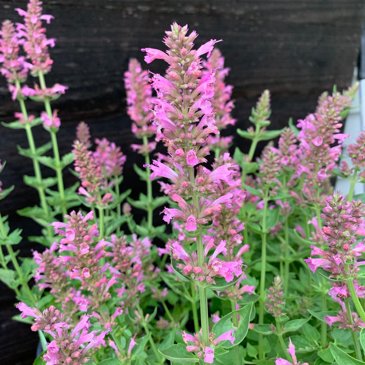 Agastache 'TNAGAPL' ~ Poquito™ Lavender Hyssop-ServeScape