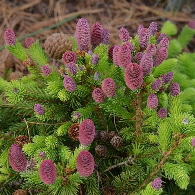 Picea abies 'Pusch' ~ Pusch Dwarf Norway Spruce-ServeScape