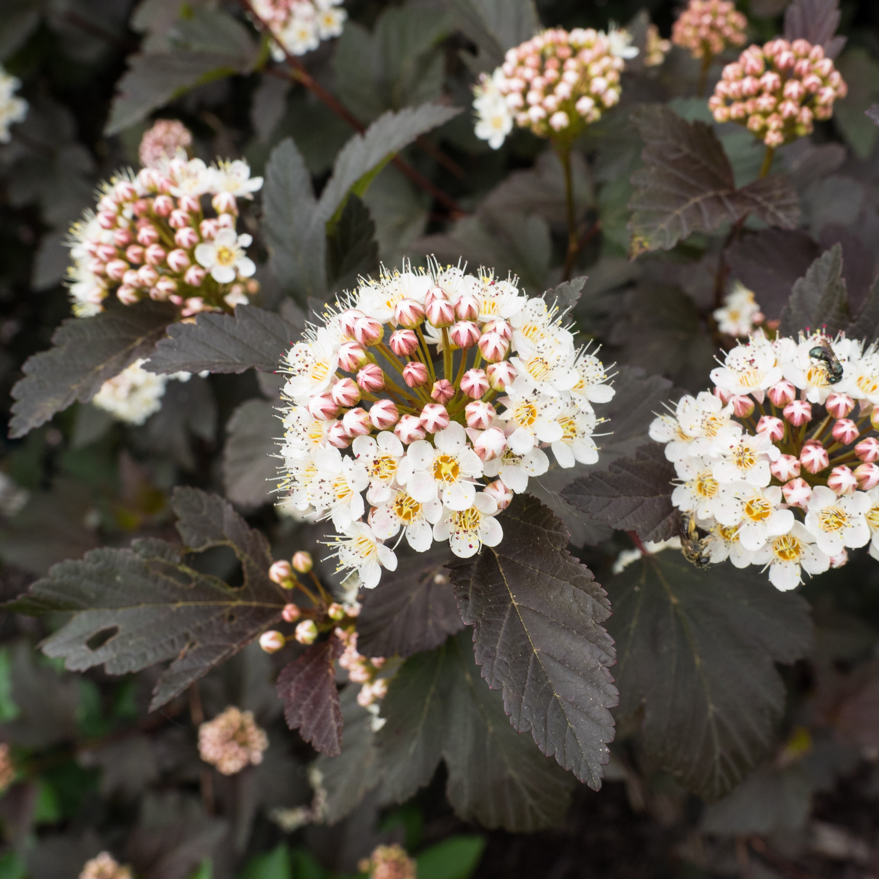 Diablo® Ninebark - Physocarpus opulifolius 'Monlo' – ServeScape