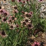 Echinacea tennesseensis 'Rocky Top' ~ Rocky Top Tennessee Coneflower-ServeScape