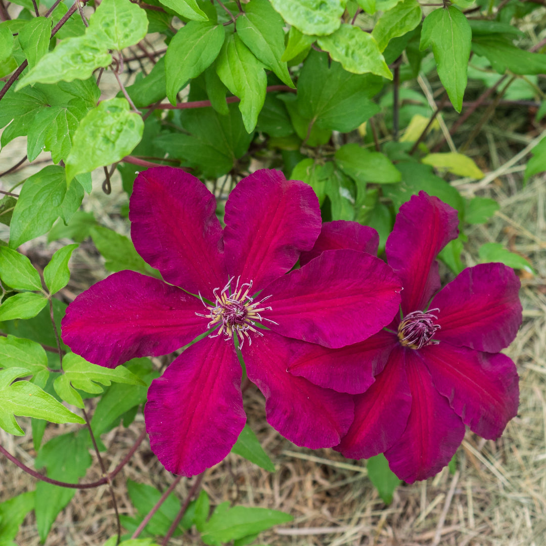 Clematis 'Westerplatte' ~ Westerplatte Clematis-ServeScape