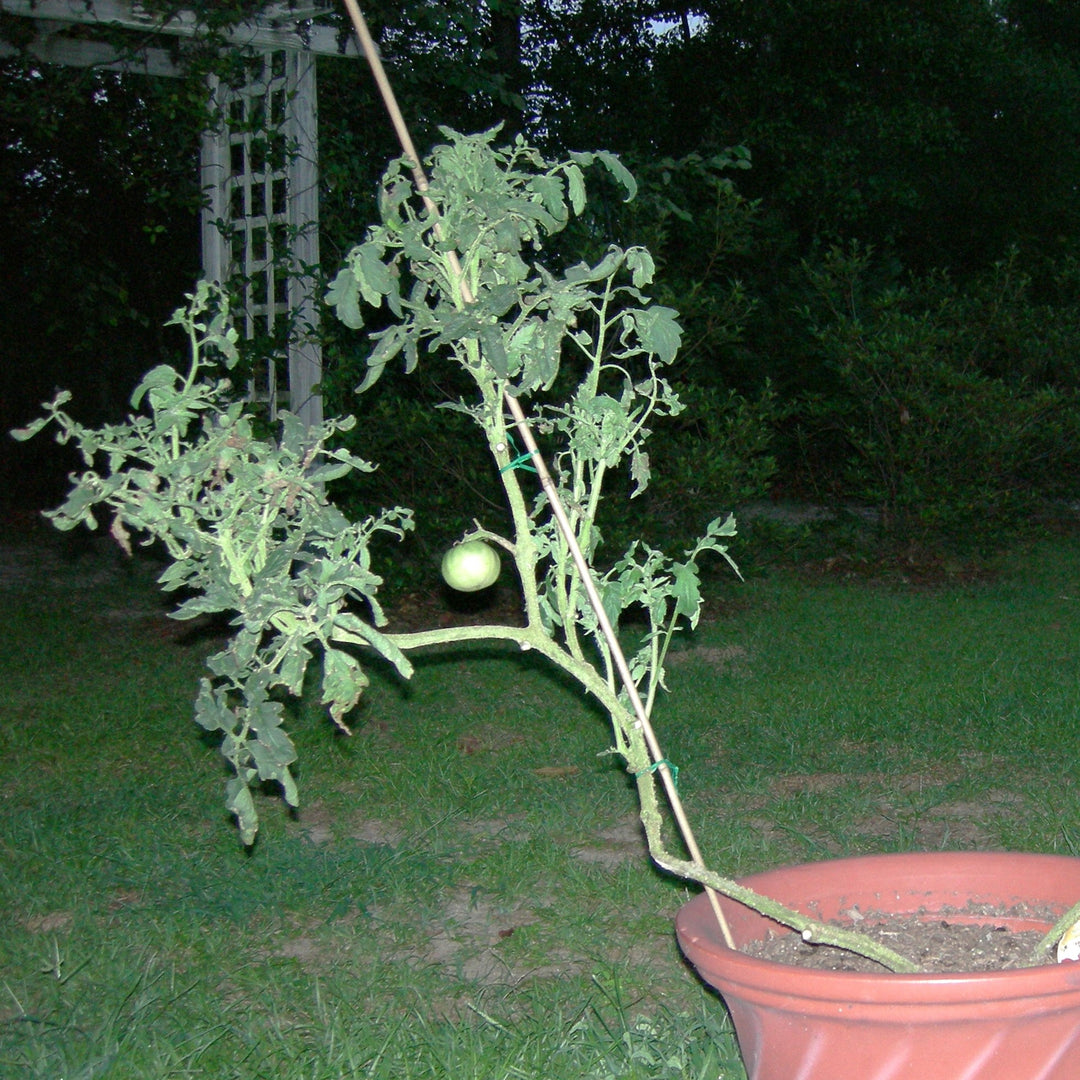 Solanum lycopersicum 'Big Boy' ~Big Boy Tomato-ServeScape
