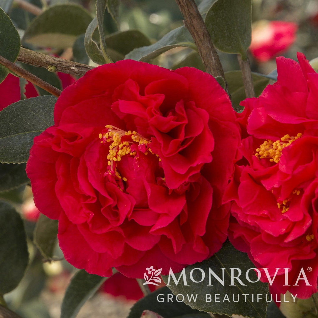 Camellia japonica 'Kramer's Supreme' ~ Monrovia® Kramer's Supreme Camellia-ServeScape