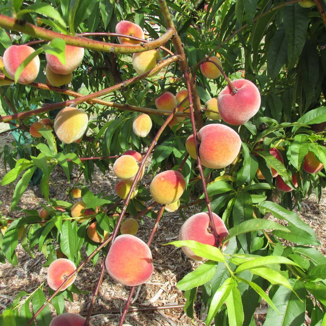 Prunus persica 'Tropic Beauty' ~ Tropic Beauty Peach-ServeScape