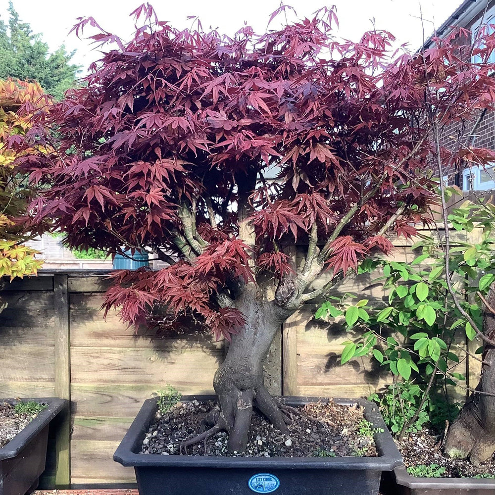 Acer palmatum 'Skeeter's Broom' ~ Skeeter's Broom Japanese Maple-ServeScape
