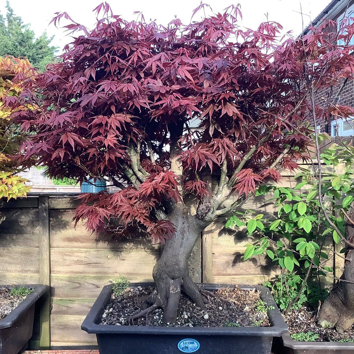 Acer palmatum 'Skeeter's Broom' ~ Skeeter's Broom Japanese Maple-ServeScape