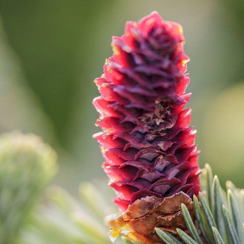 Picea abies 'Paul’s Select' ~ Paul’s Select Spruce-ServeScape