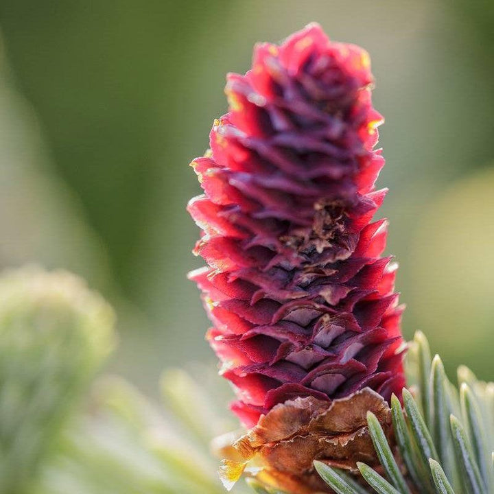 Picea abies 'Paul’s Select' ~ Paul’s Select Spruce-ServeScape
