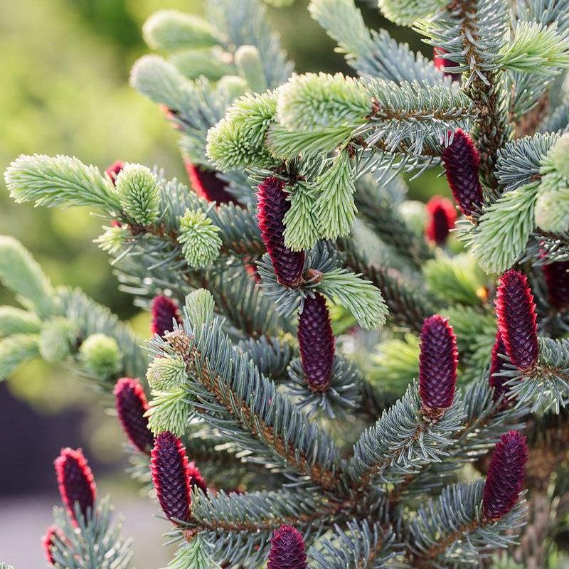 Picea abies 'Paul’s Select' ~ Paul’s Select Spruce-ServeScape