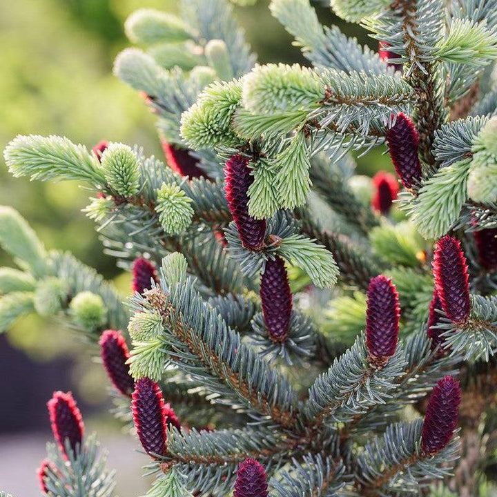 Picea abies 'Paul’s Select' ~ Paul’s Select Spruce-ServeScape