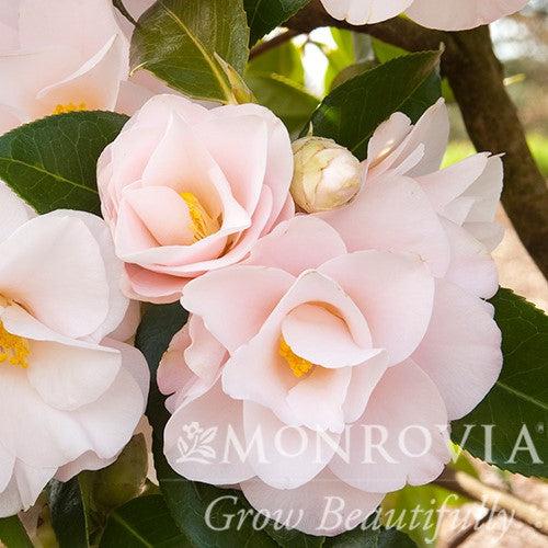 Camellia japonica 'Magnoliaeflora' ~ Monrovia® Magnoliaeflora Camellia-ServeScape