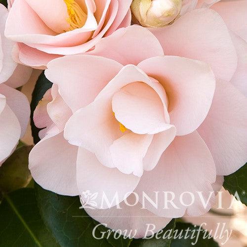 Camellia japonica 'Magnoliaeflora' ~ Monrovia® Magnoliaeflora Camellia-ServeScape
