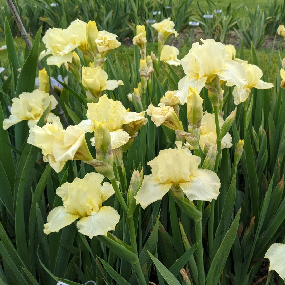 Iris germanica 'Maui Moonlight' ~ Maui Moonlight Bearded Iris-ServeScape