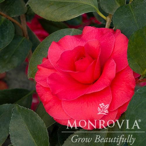 Camellia japonica 'Mathotiana' ~ Monrovia® Mathotiana Camellia-ServeScape