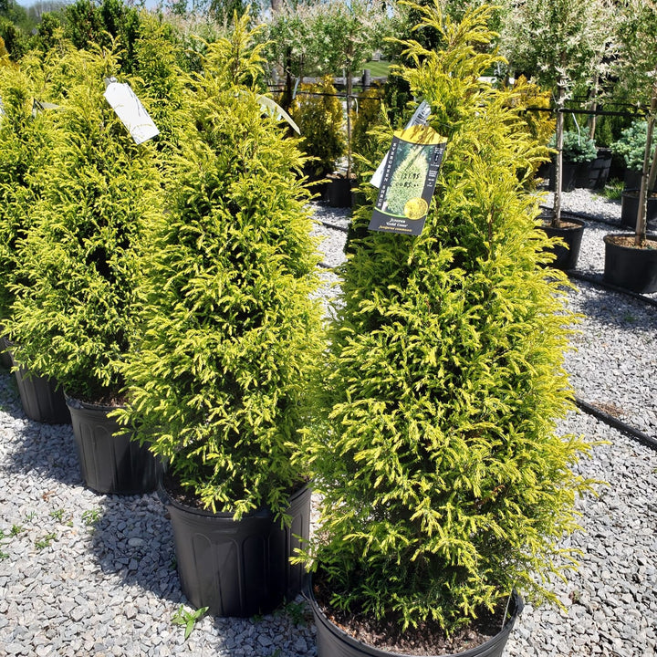 Juniperus communis 'Gold Cone' ~ Gold Cone Juniper-ServeScape