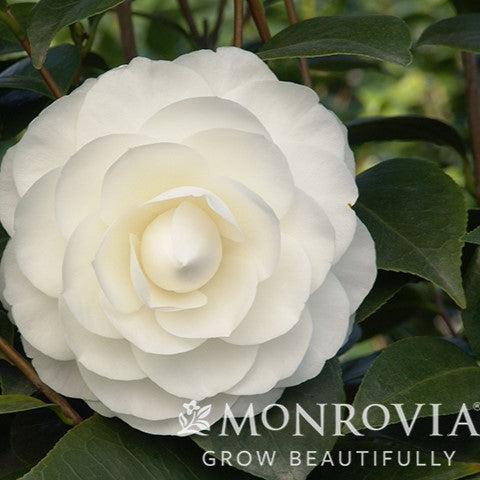 Camellia japonica 'Nuccio's Gem' ~ Monrovia® Nuccio's Gem Camellia-ServeScape