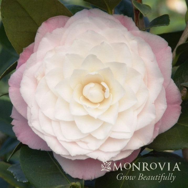 Camellia japonica 'Nuccio's Pearl' ~ Monrovia® Nuccio's Pearl Camellia-ServeScape