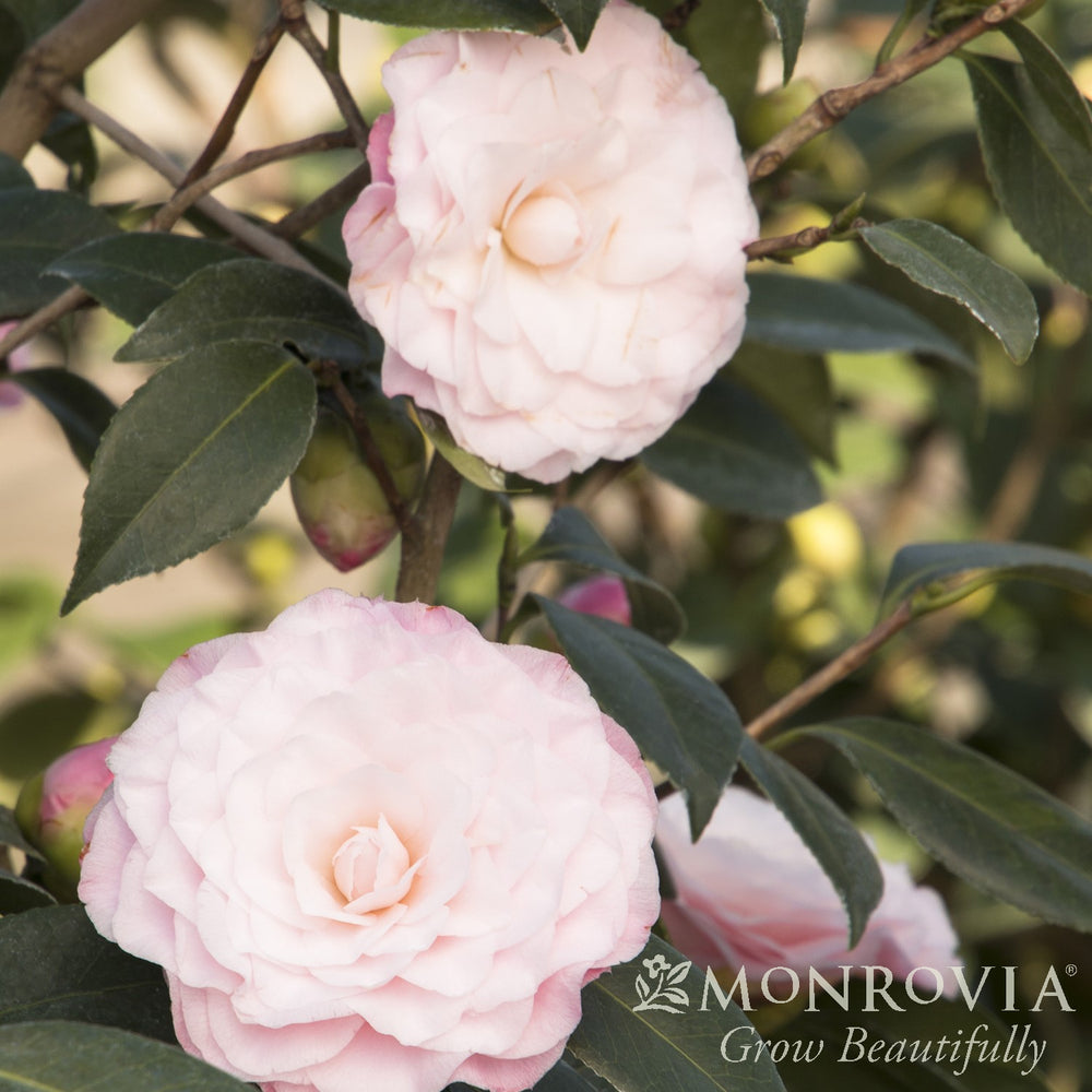 Camellia japonica 'Nuccio's Pearl' ~ Monrovia® Nuccio's Pearl Camellia-ServeScape