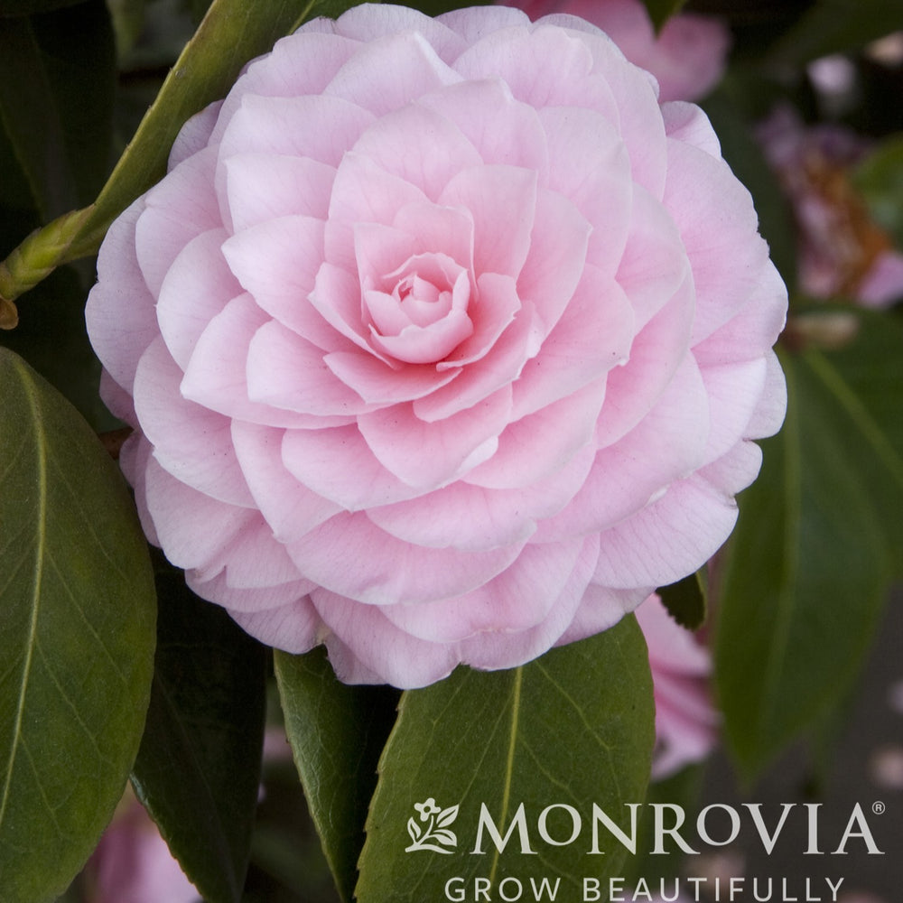 Camellia japonica 'Pearl Maxwell' ~ Monrovia® Pearl Maxwell Camellia-ServeScape