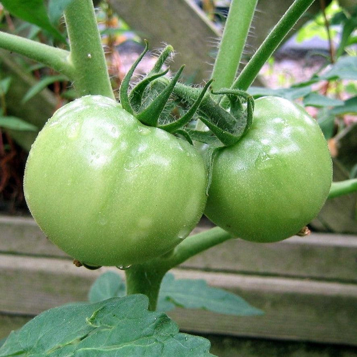 Solanum lycopersicum 'Big Boy' ~Big Boy Tomato-ServeScape