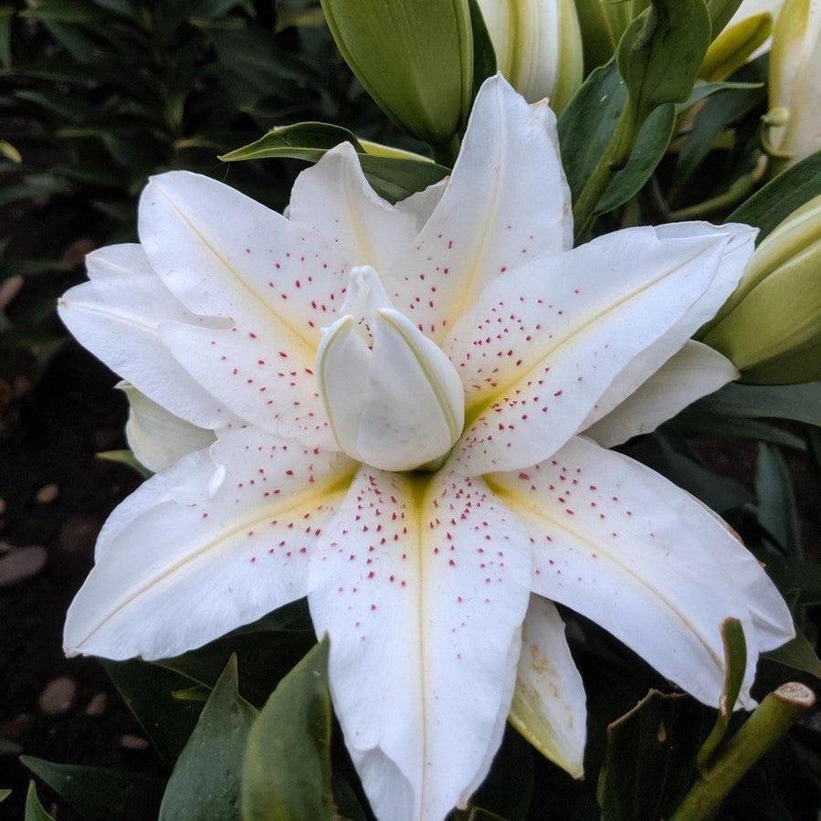 Lilium 'Roselily Sita' ~ Roselily® Sita Asiatic Lily-ServeScape