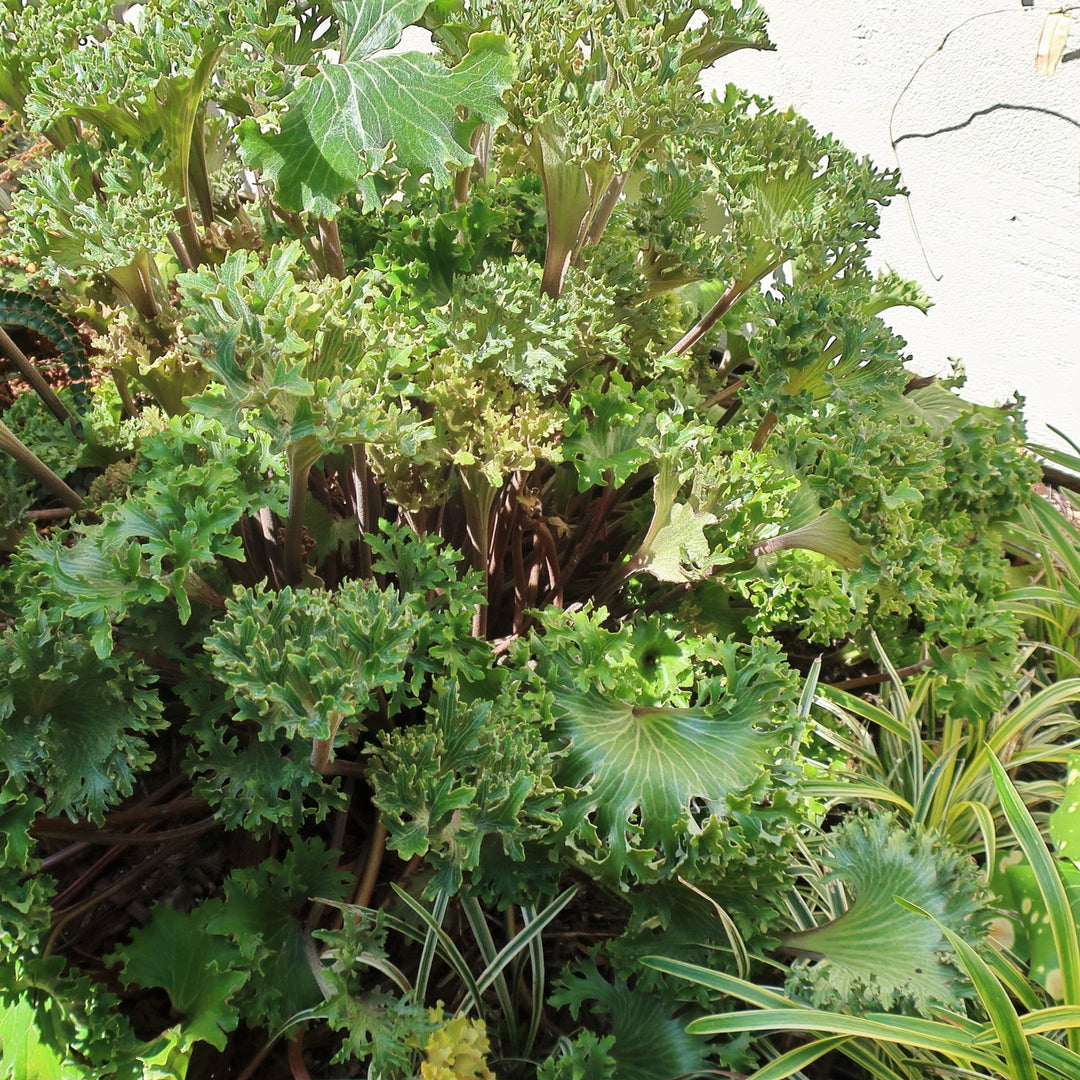Farfugium japonicum 'Crispata' ~ Crested Leopard Plant-ServeScape