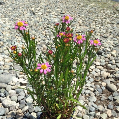 Coreopsis rosea 'American Dream' ~ American Dream Tickseed, Coreopsis-ServeScape