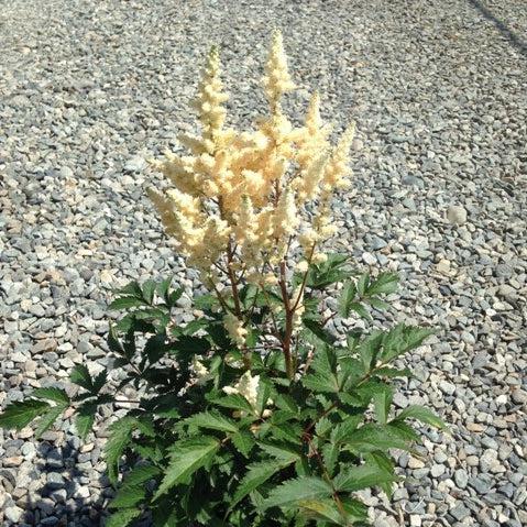 Astilbe 'Verswhite' ~ Younique™ White Astilbe-ServeScape