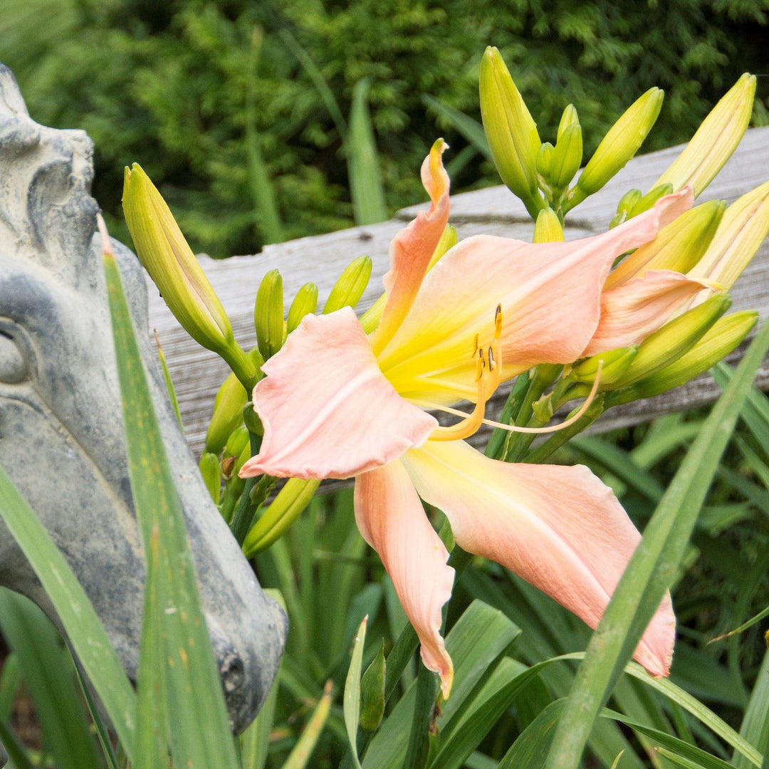 Hemerocallis 'Hall's Pink' ~ Hall's Pink Daylily-ServeScape